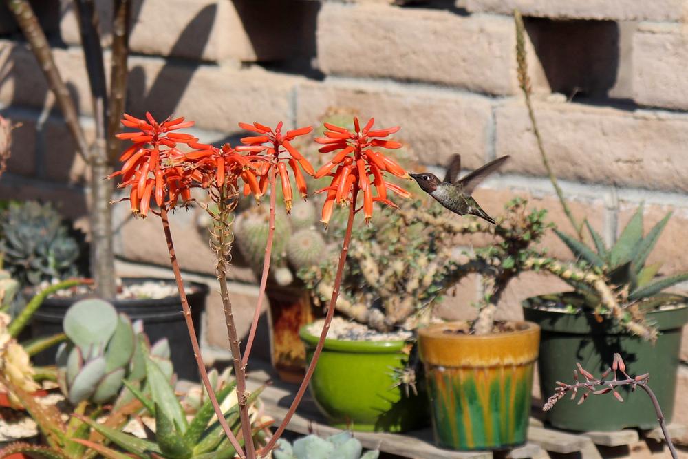 Photo of Aloe 'Cynthia Giddy' uploaded by Baja_Costero
