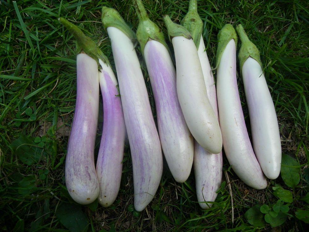Photo of Eggplant (Solanum melongena 'Bride') uploaded by Newyorkrita