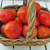 An Excellent Tomato For All-Around Use; Great For Sandwiches Too.