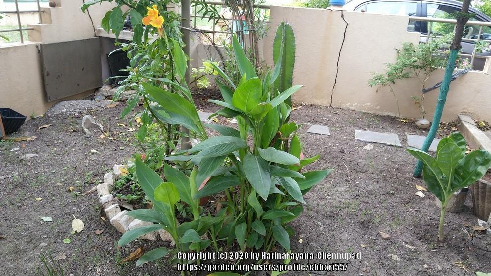 Photo of Canna Lily (Canna 'Yellow King Humbert') uploaded by chhari55