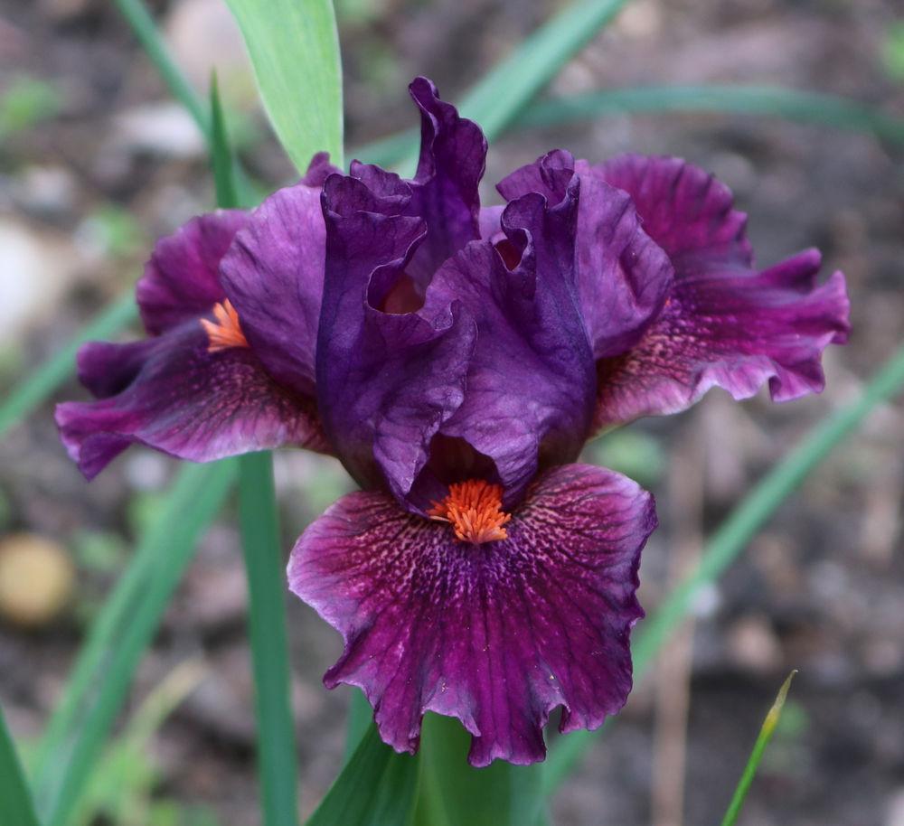 Photo of Standard Dwarf Bearded Iris (Iris 'Berrylicious') uploaded by MShadow