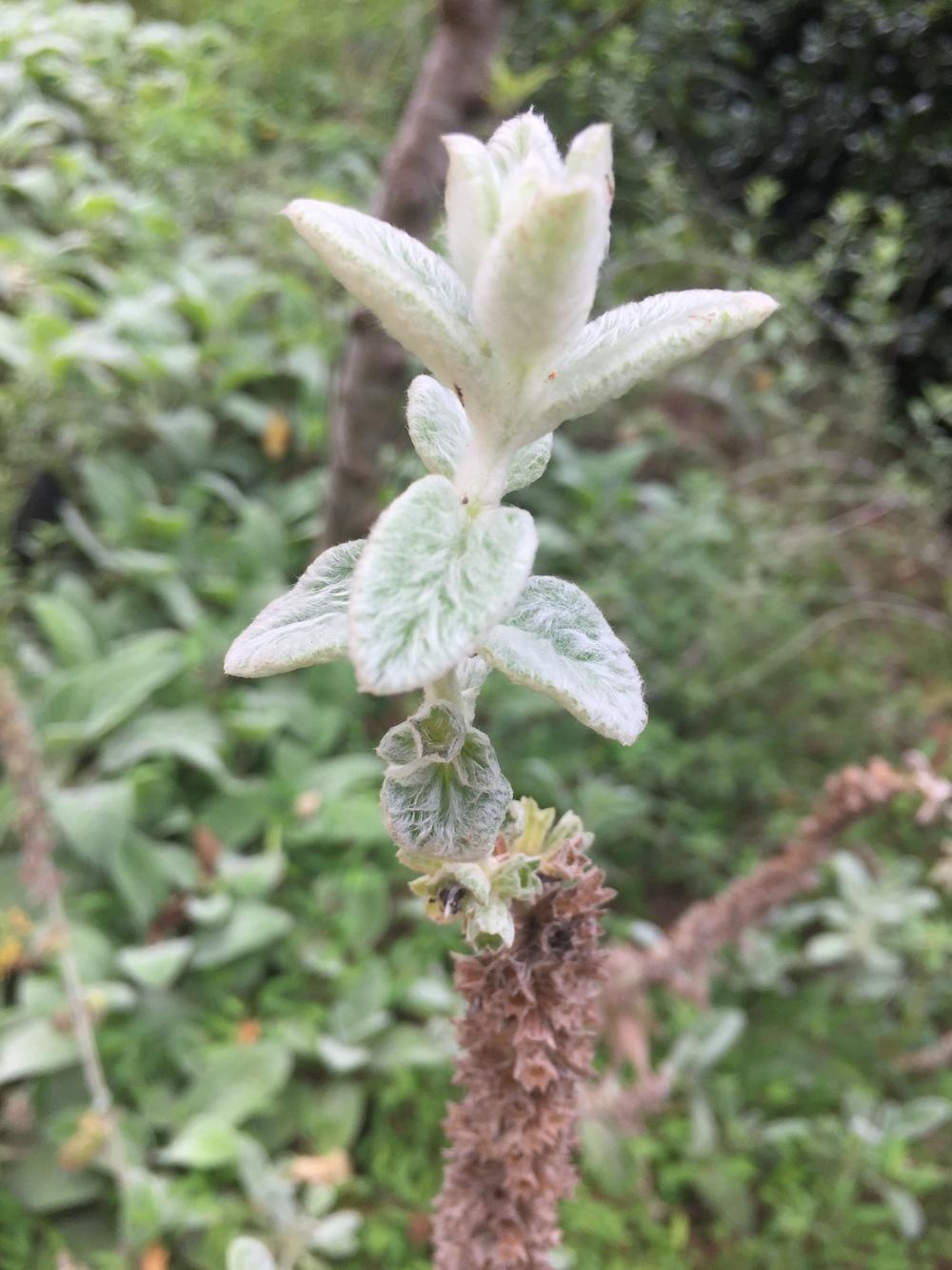 Photo of Lambs' Ears (Stachys byzantina) uploaded by WhistlingWisteria