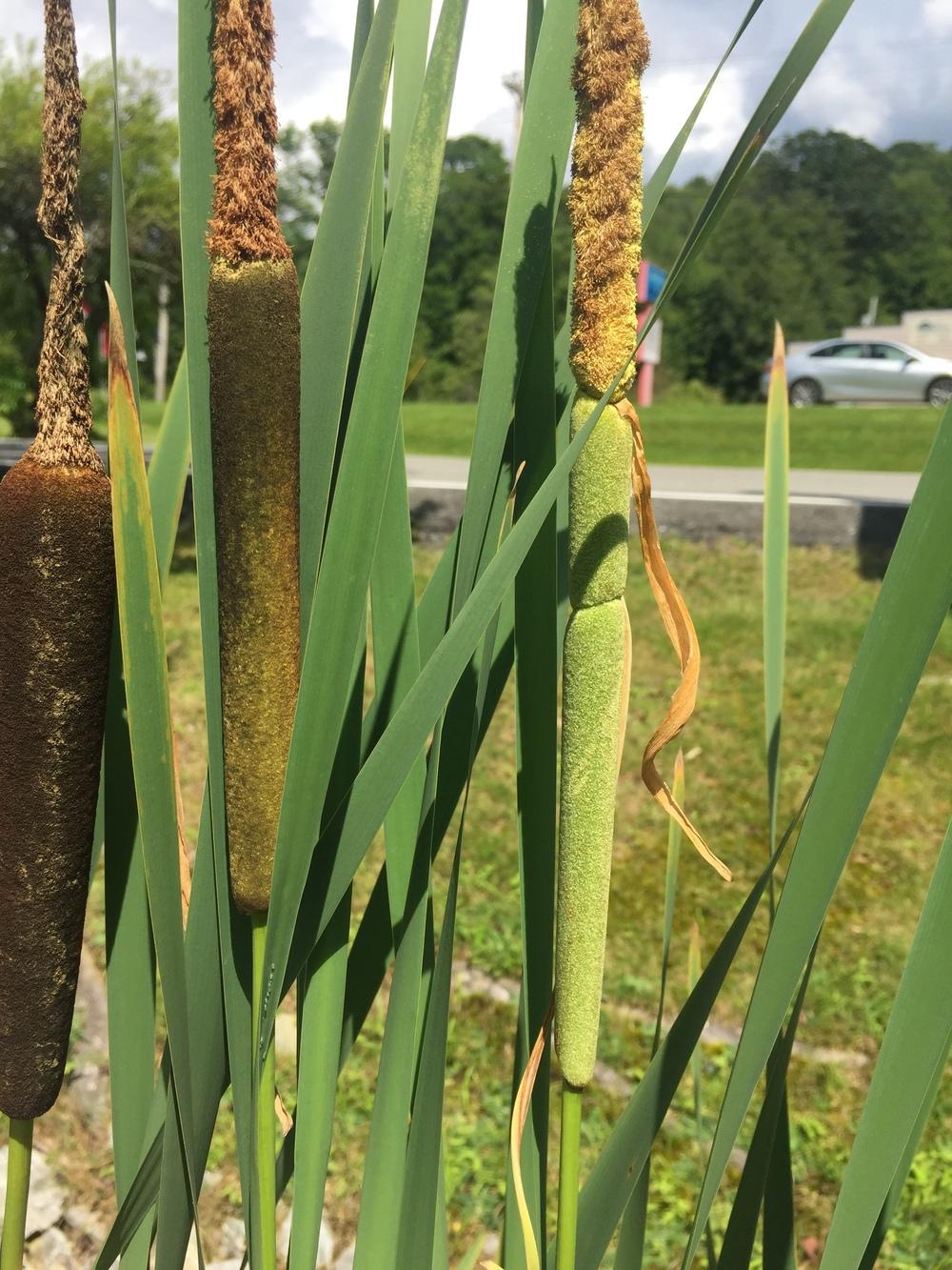 Photo of Cattail (Typha latifolia) uploaded by WhistlingWisteria