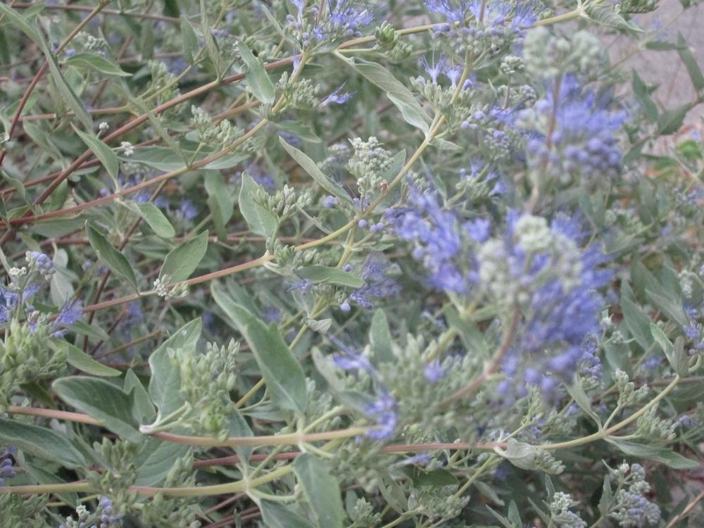 Photo of Bluebeards (Caryopteris) uploaded by Annfrances
