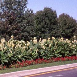 Location: Lombard, Illinois
Date: 2011-09-07
a long line of plants in a road island