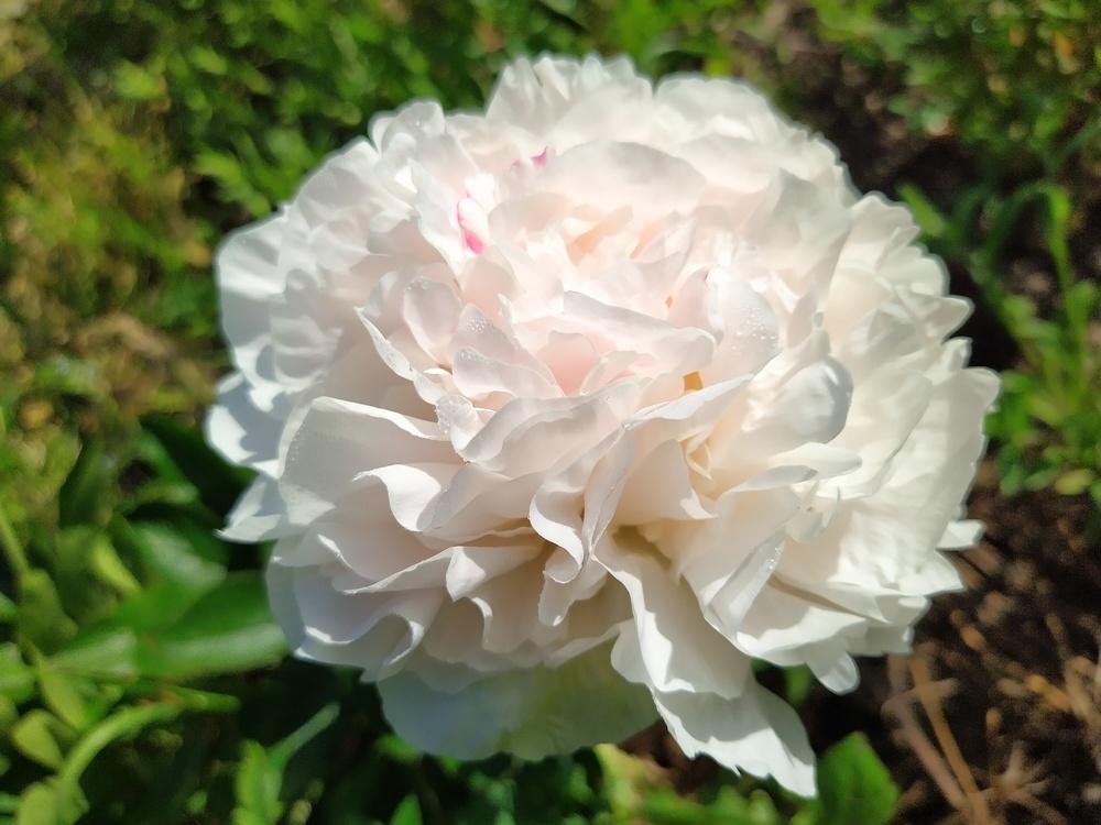 Photo of Chinese Peony (Paeonia lactiflora 'Mother's Choice') uploaded by Maksym