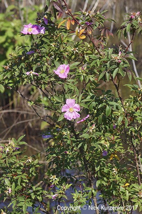 Photo of Swamp Rose (Rosa palustris) uploaded by Nick_Kurzenko