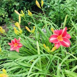 Location: Stoneham MA
Date: 2020-07-03
One of my oldest, super neglected Daylilies... but she still look