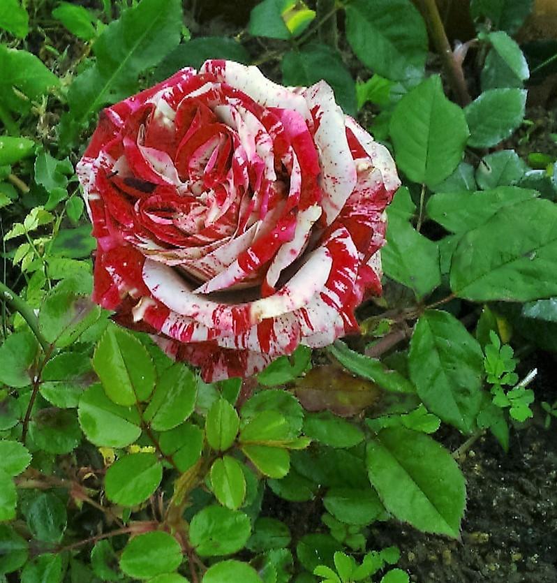 Photo of Rose (Rosa 'Rock & Roll') uploaded by manueldalmeida