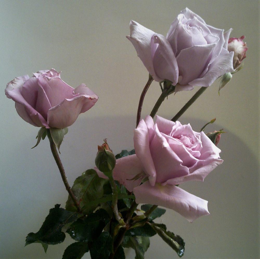 Photo of Rose (Rosa 'Blue Moon') uploaded by manueldalmeida