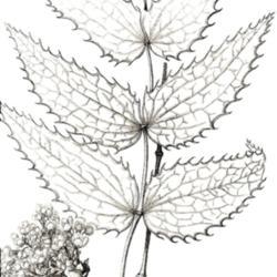 
Date: c. 1814
drawing from Pursh's 'Flora Americae Septentrionalis', vol. 1, c.
