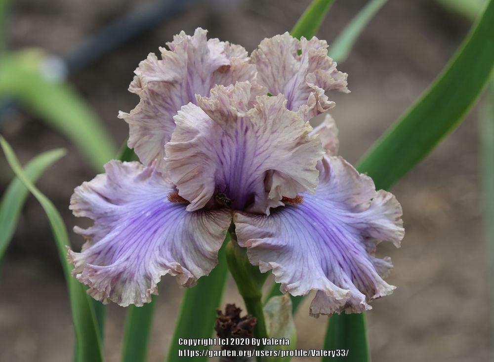 Photo of Tall Bearded Iris (Iris 'Stop Flirting') uploaded by Valery33