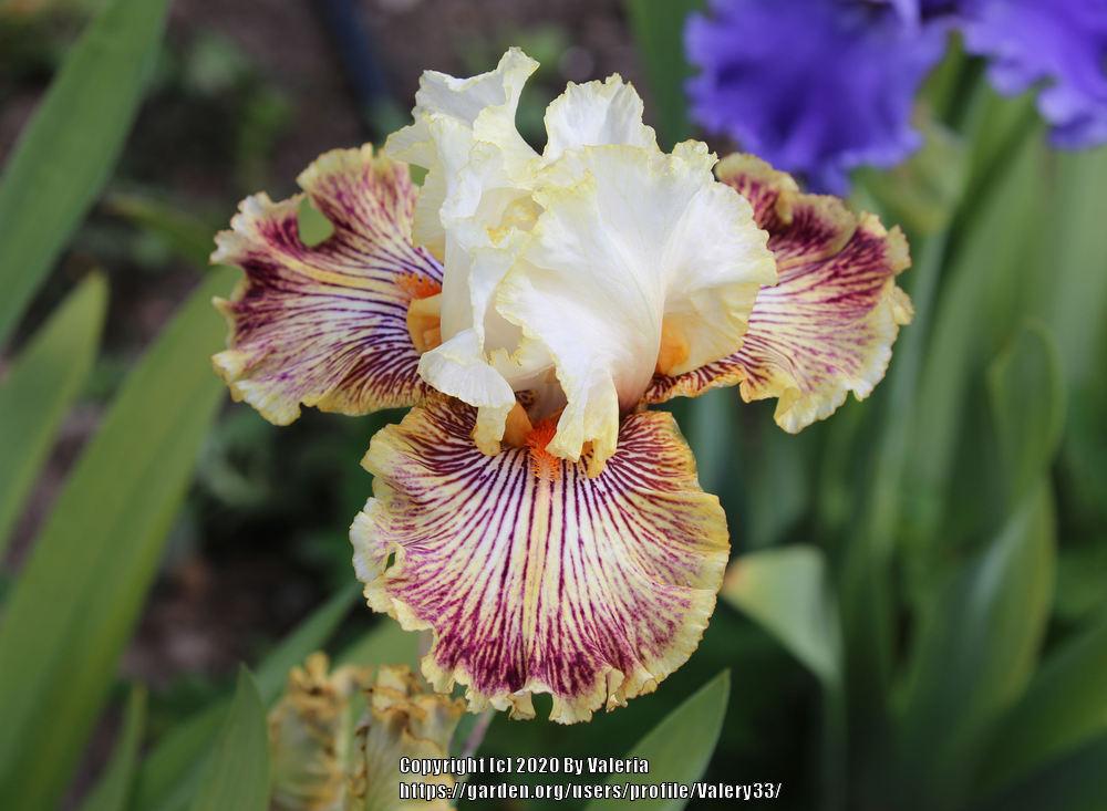 Photo of Tall Bearded Iris (Iris 'Insaniac') uploaded by Valery33