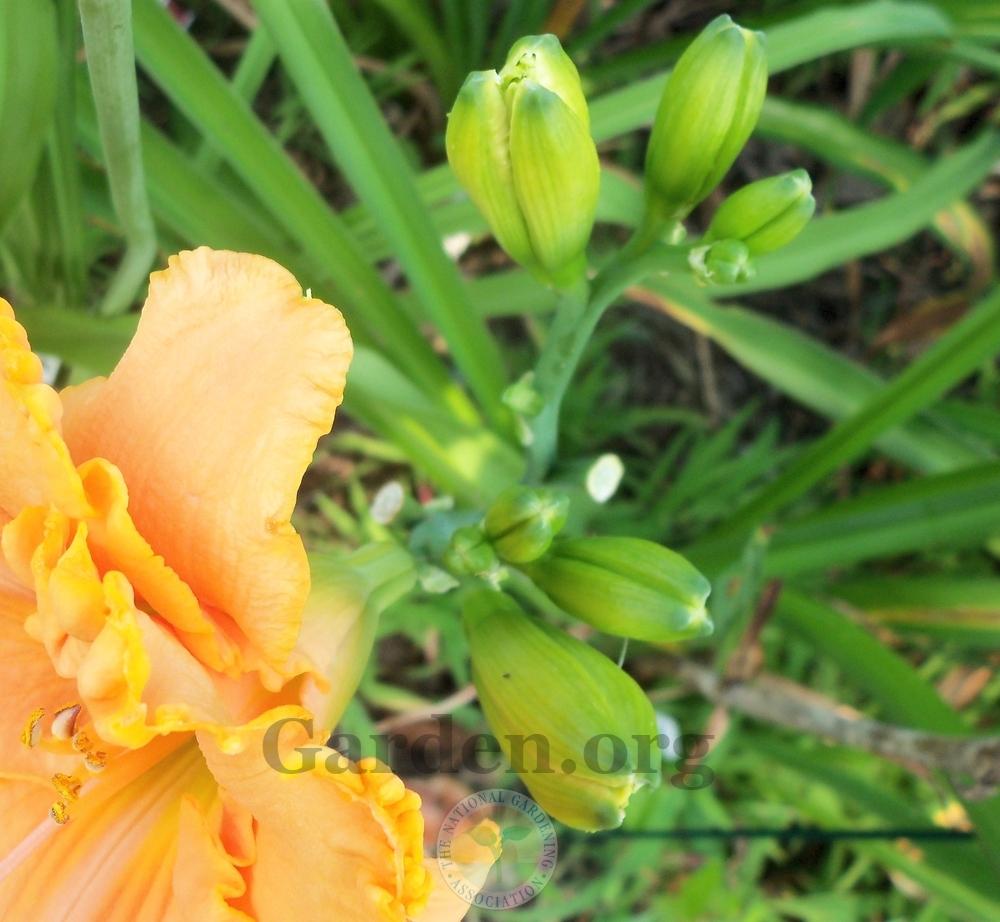 Photo of Daylily (Hemerocallis 'Patsy Cline') uploaded by virginiarose