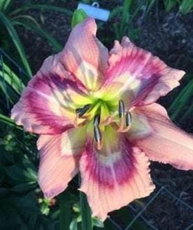 Photo of Daylily (Hemerocallis 'Physicians of the Heart') uploaded by Calif_Sue