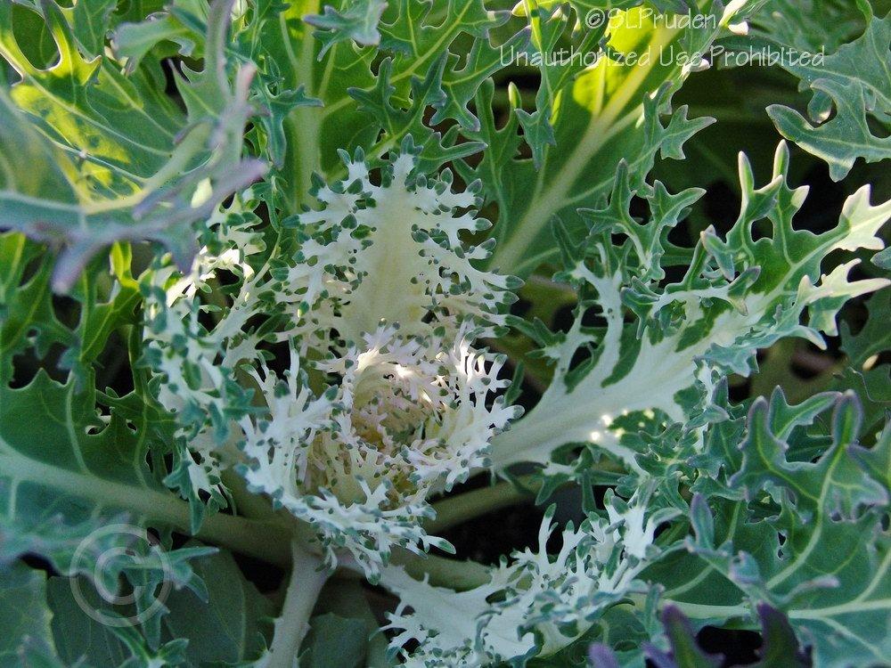 Photo of Flowering Cabbage (Brassica oleracea var. viridis 'White Peacock') uploaded by DaylilySLP
