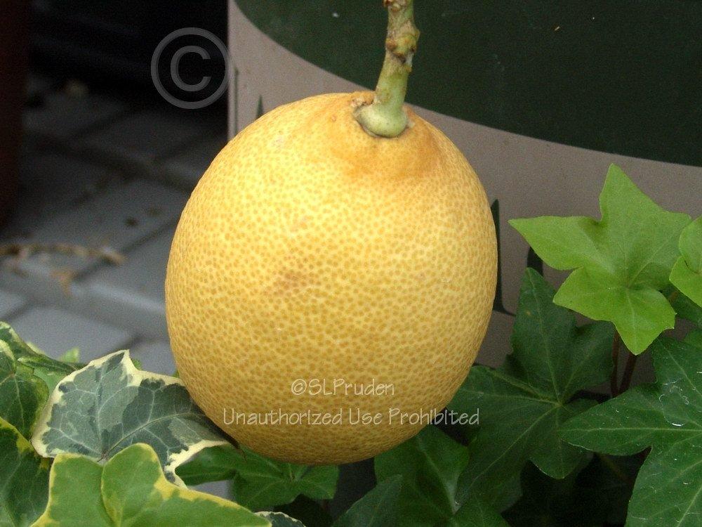 Photo of Lemon (Citrus x limon 'Variegated Pink Eureka') uploaded by DaylilySLP