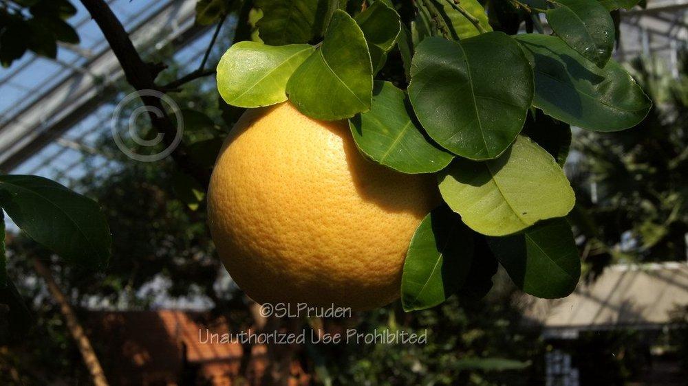 Photo of Grapefruit (Citrus x aurantium) uploaded by DaylilySLP