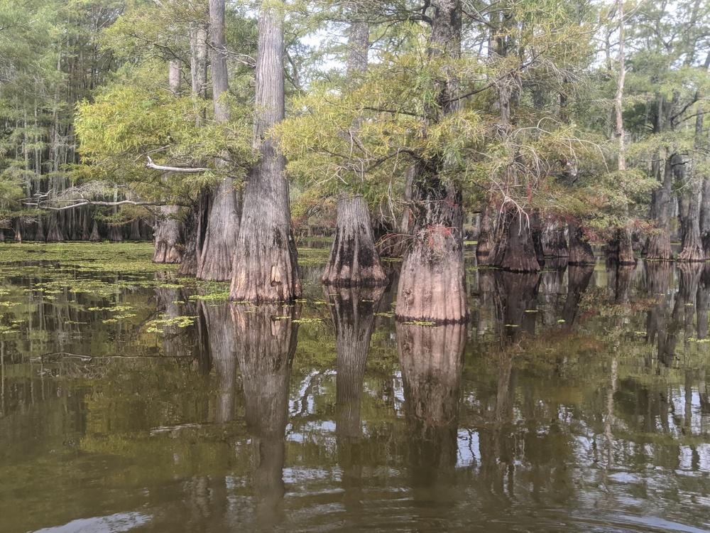 Photo of Bald Cypress (Taxodium distichum) uploaded by dave