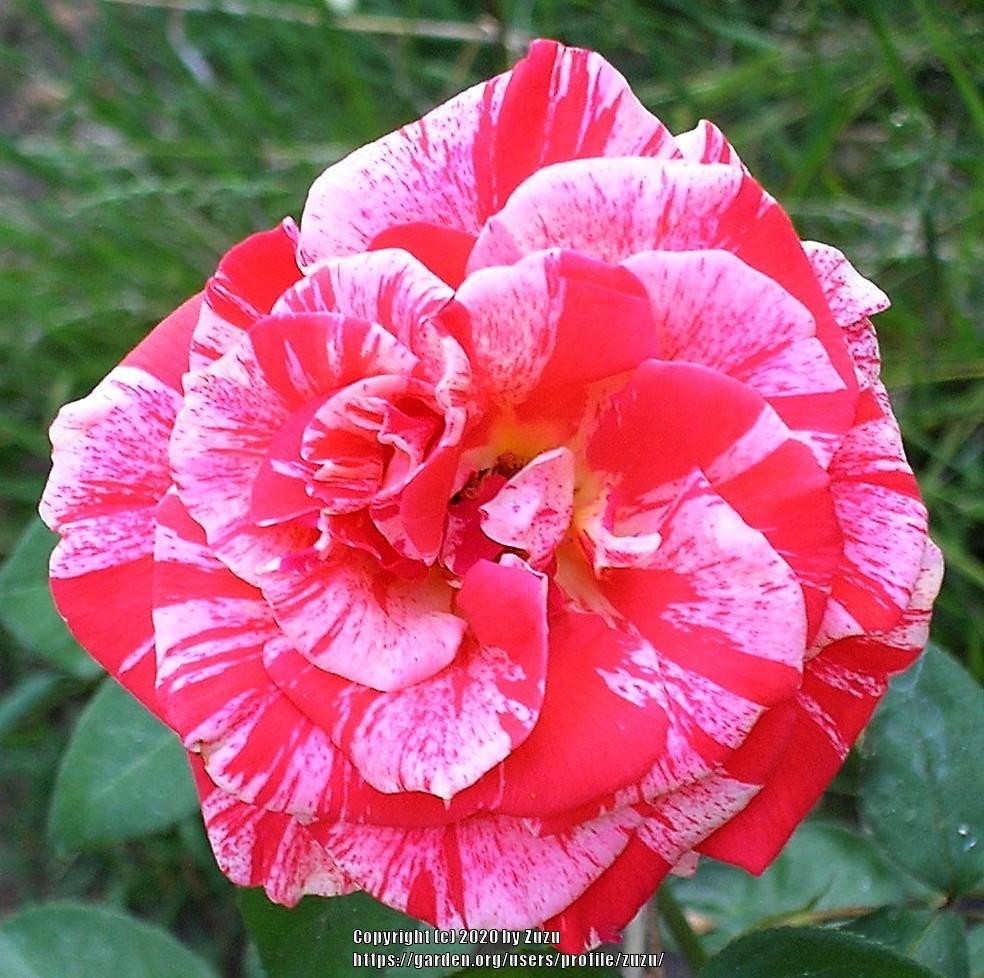 Photo of Rose (Rosa 'Philatelie') uploaded by zuzu