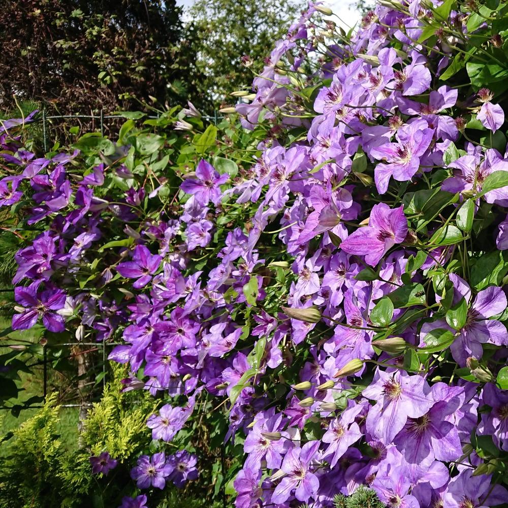Photo of Clematis (Clematis viticella 'Jaan') uploaded by D3LL
