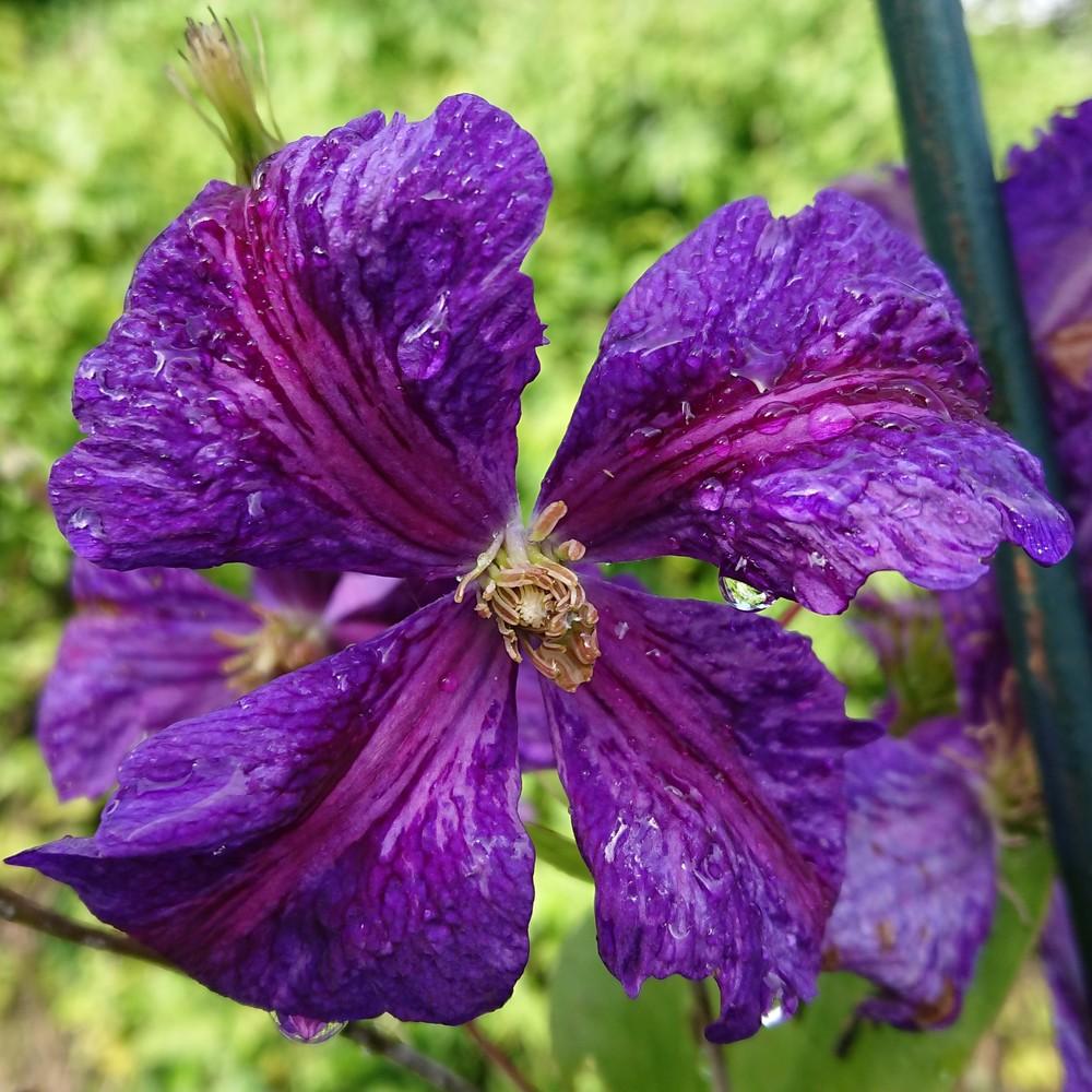 Photo of Clematis 'Tie Dye' uploaded by D3LL