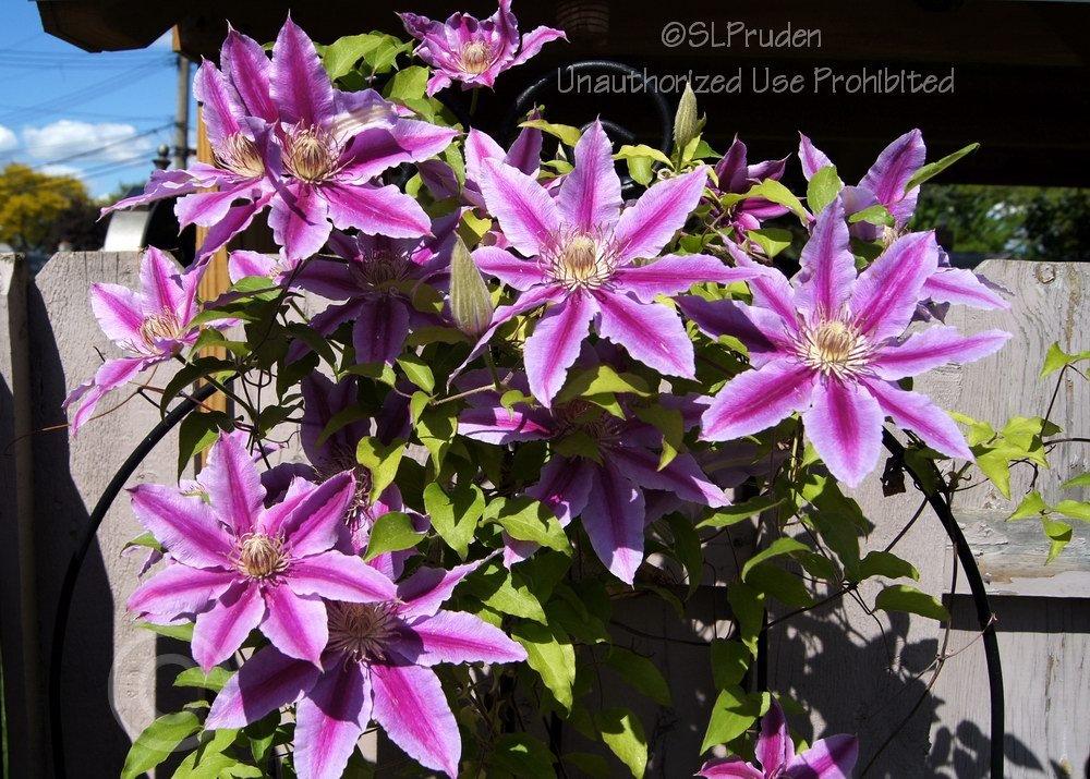 Photo of Clematis 'Dr. Ruppel' uploaded by DaylilySLP