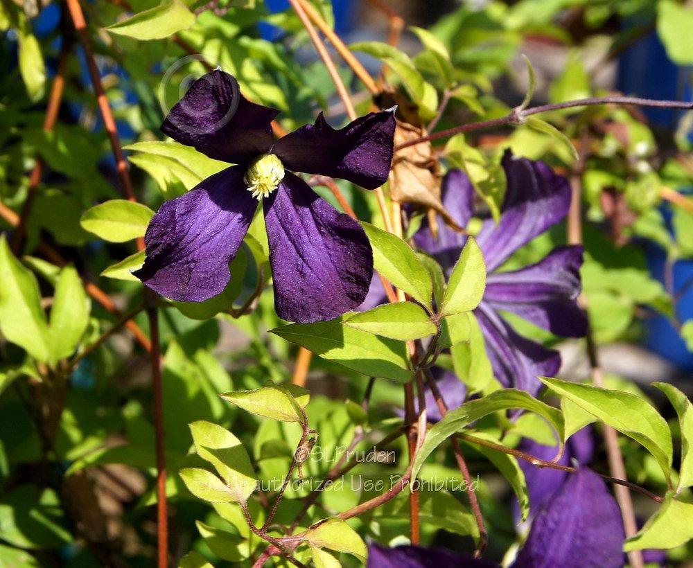 Photo of Clematis (Clematis viticella Galore™) uploaded by DaylilySLP