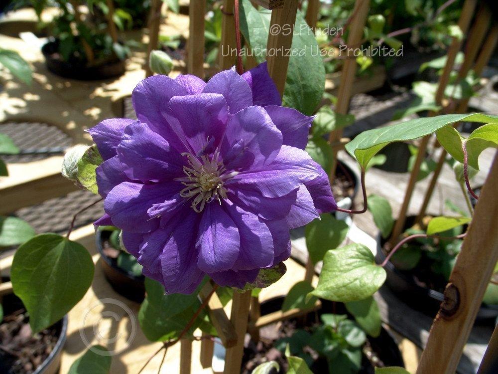 Photo of Clematis Franziska Maria™ uploaded by DaylilySLP