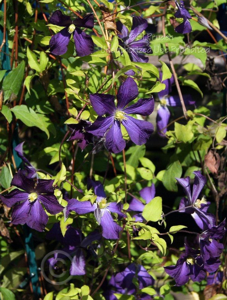 Photo of Clematis (Clematis viticella Galore™) uploaded by DaylilySLP