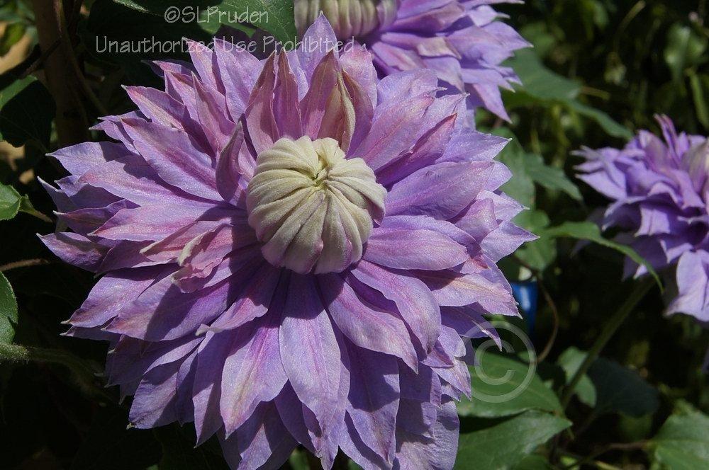 Photo of Clematis Diamantina™ uploaded by DaylilySLP