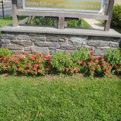 Location: Wayne, Pennsylvania
Date: 2020-09-07
in a flower border around a sign
