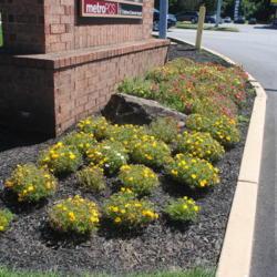 Location: Thorndale, Pennsylvania
Date: 2020-09-05
flower bed around a sign