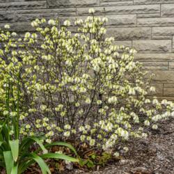 Location: Hidden Lake Gardens, Tipton, Michigan
Date: 2014-05-09
This is definitely a dwarf shrub.  It's 3 years old, and note the