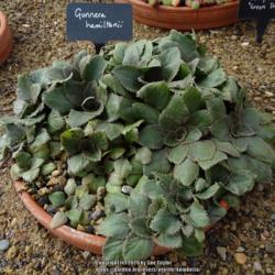 Location: RHS Harlow Carr alpine house, Yorkshire, UK
Date: 2020-09-05
