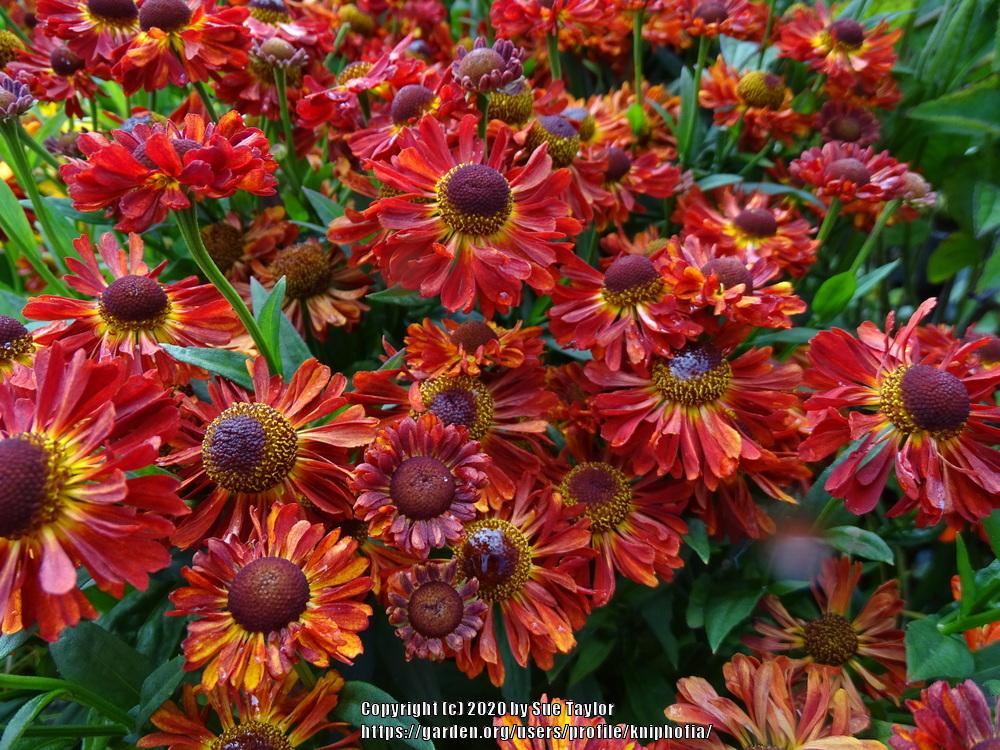 Photo of Sneezeweed (Helenium autumnale Mariachi™ Ranchera) uploaded by kniphofia
