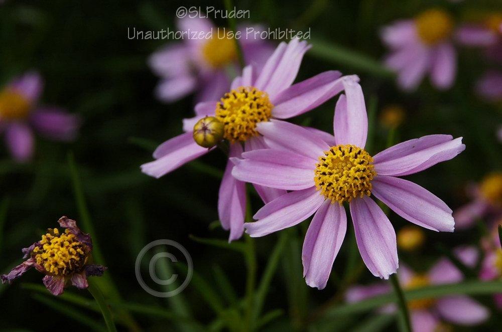 Photo of Threadleaf Coreopsis (Coreopsis rosea 'American Dream') uploaded by DaylilySLP