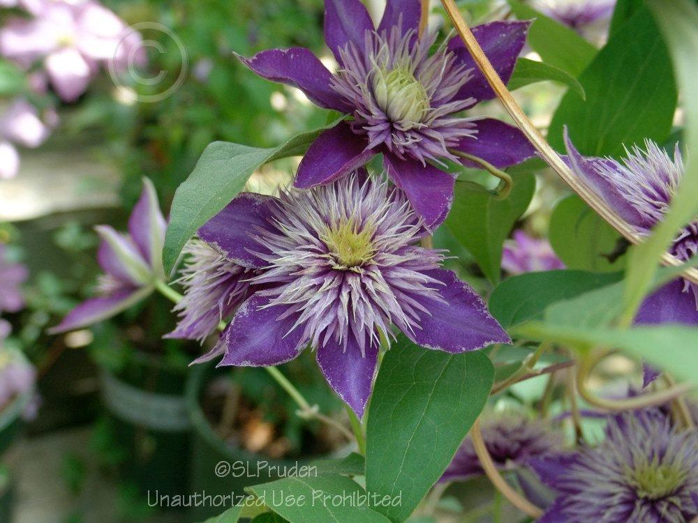 Photo of Clematis 'Multi Blue' uploaded by DaylilySLP