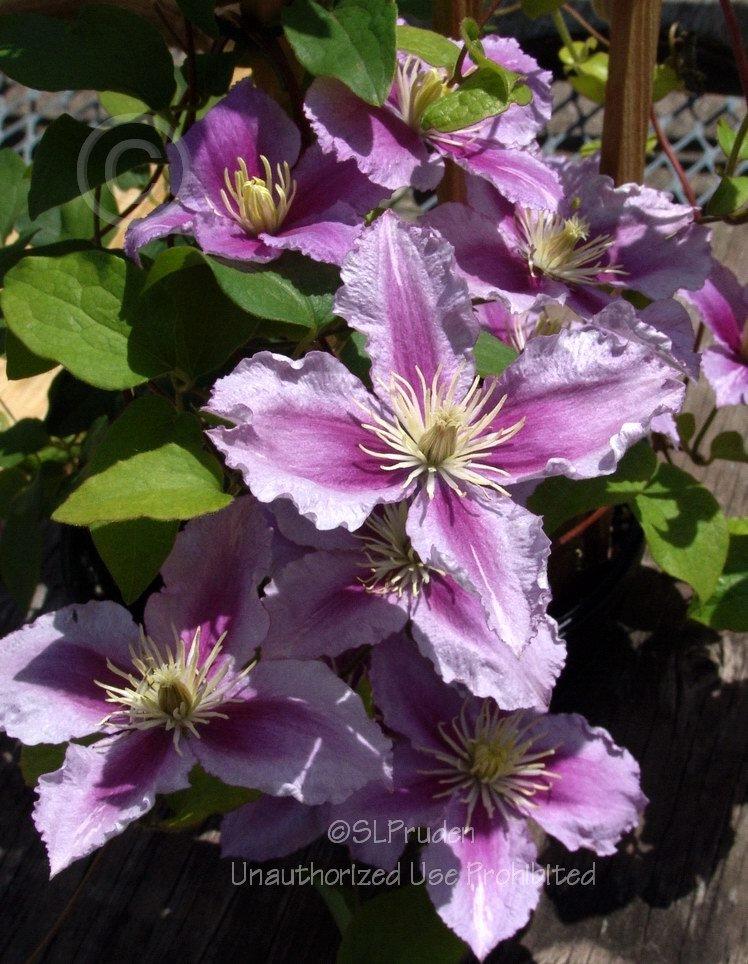 Photo of Clematis 'Piilu' uploaded by DaylilySLP