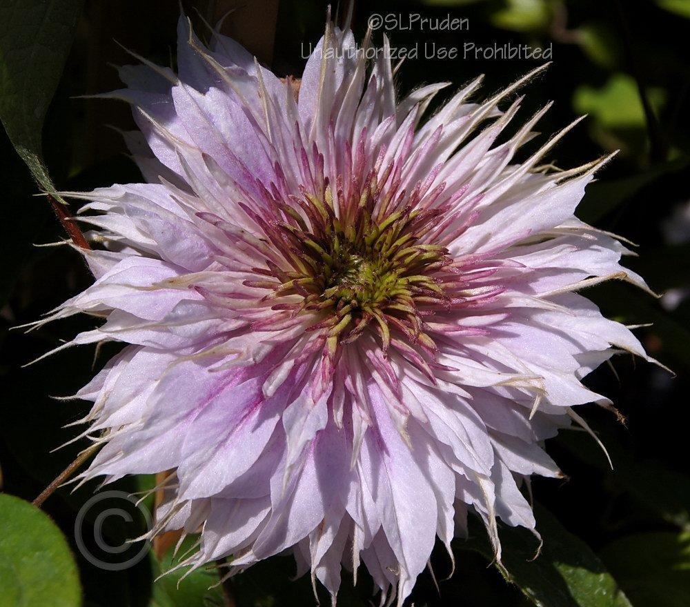 Photo of Clematis Josephine™ uploaded by DaylilySLP