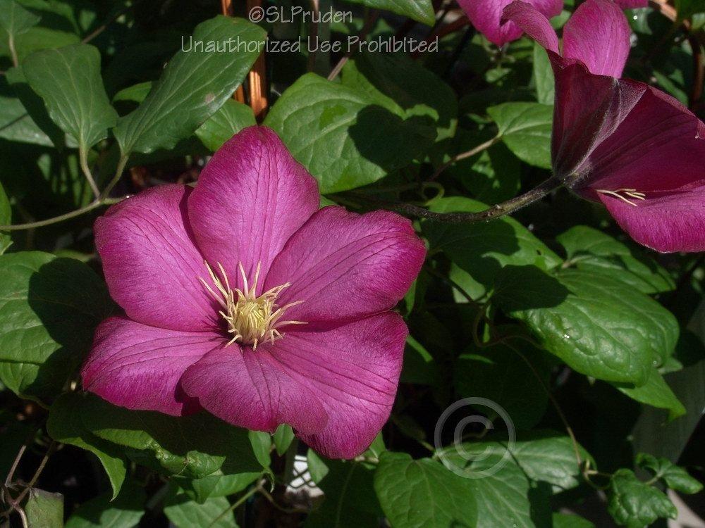 Photo of Clematis 'Ville de Lyon' uploaded by DaylilySLP