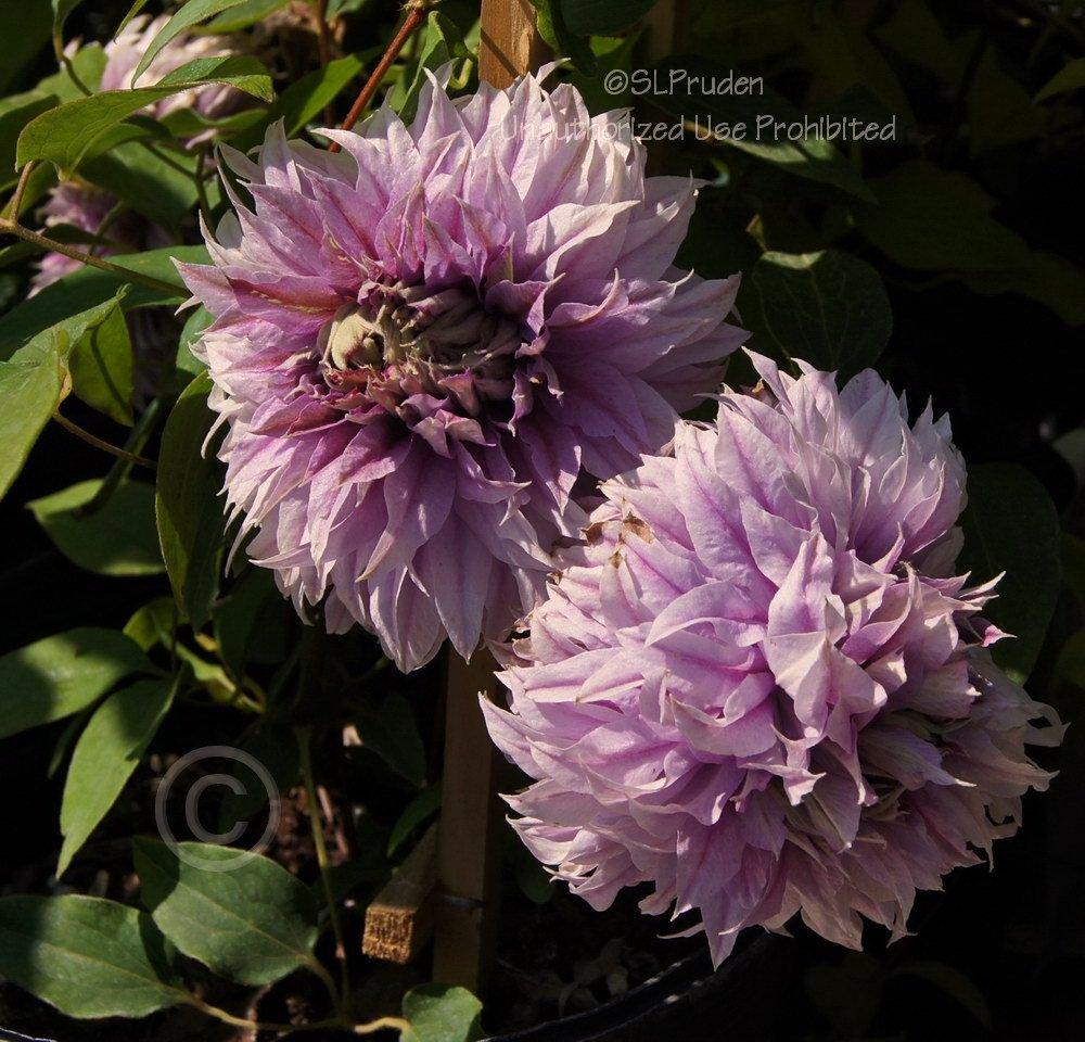 Photo of Clematis Josephine™ uploaded by DaylilySLP