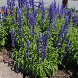 Location: Downingtown, Pennsylvania
Date: 2015-07-23
plants in a raised flower bed at fire station