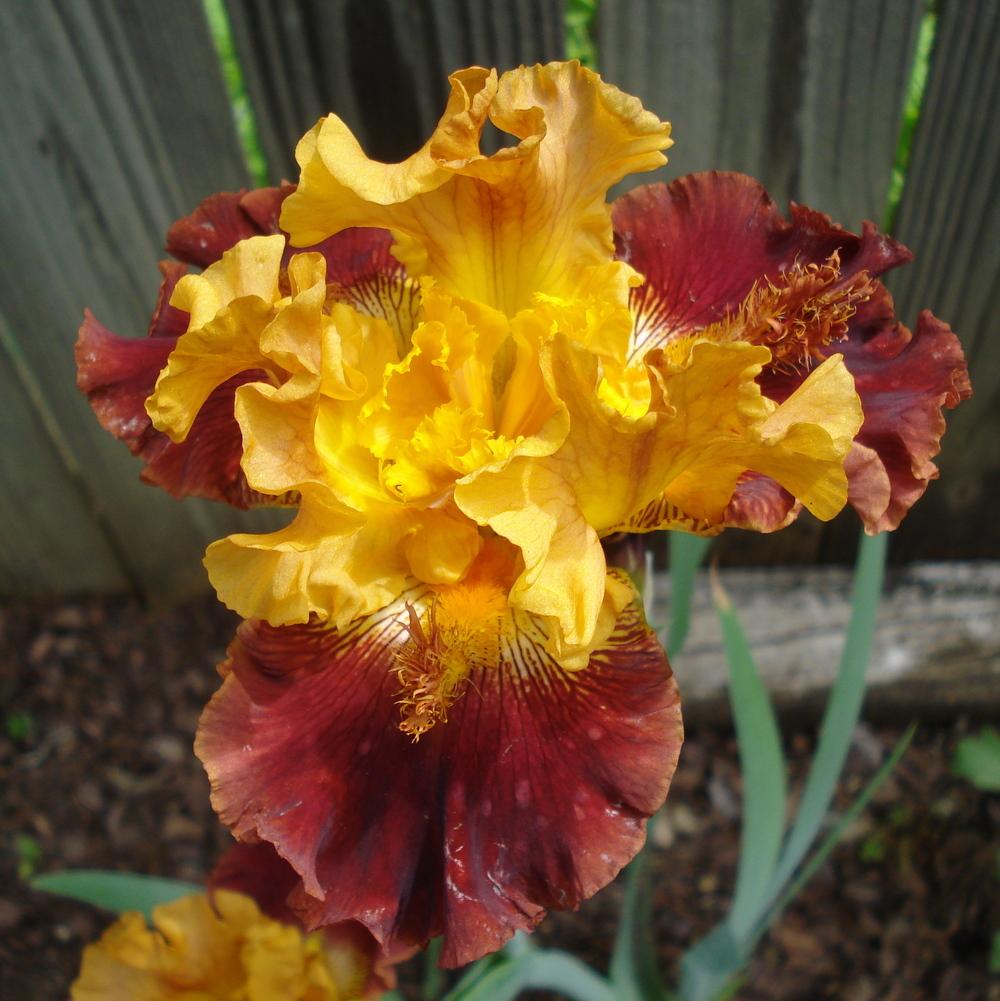 Photo of Tall Bearded Iris (Iris 'Navajo Code') uploaded by lovemyhouse