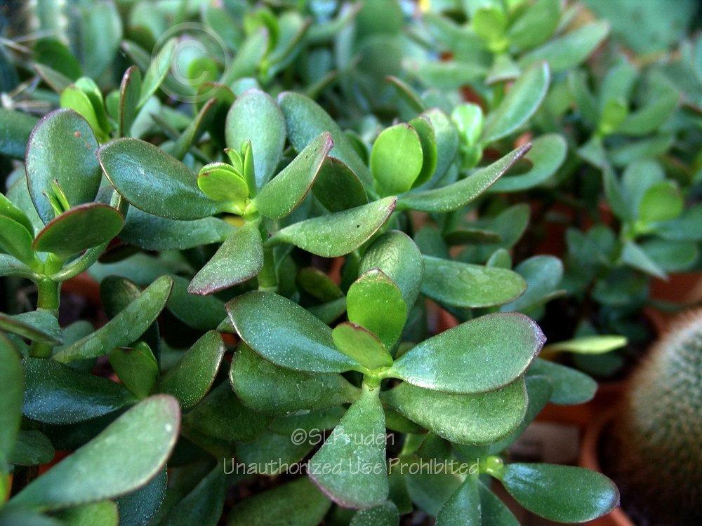 Photo of Jade Plant (Crassula ovata) uploaded by DaylilySLP