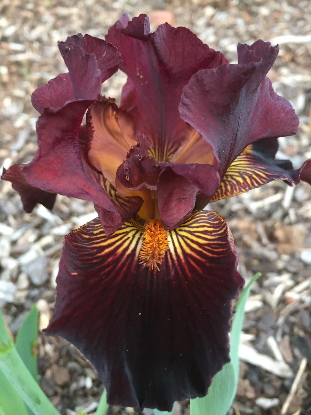 Photo of Intermediate Bearded Iris (Iris 'Ben the Dragon') uploaded by ElleBeeIrisWorld