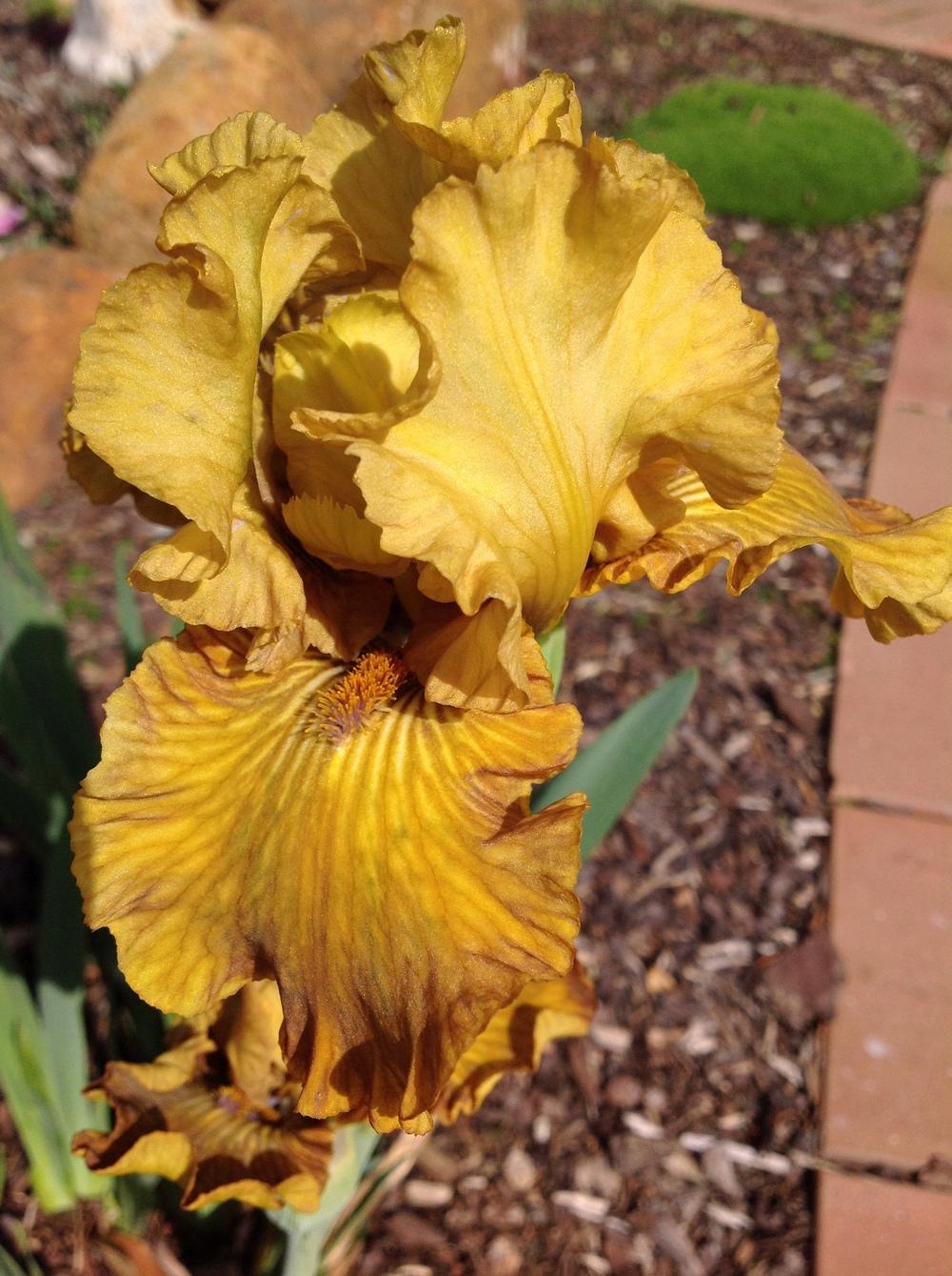 Photo of Intermediate Bearded Iris (Iris 'Brassy Little Beauty') uploaded by ElleBeeIrisWorld