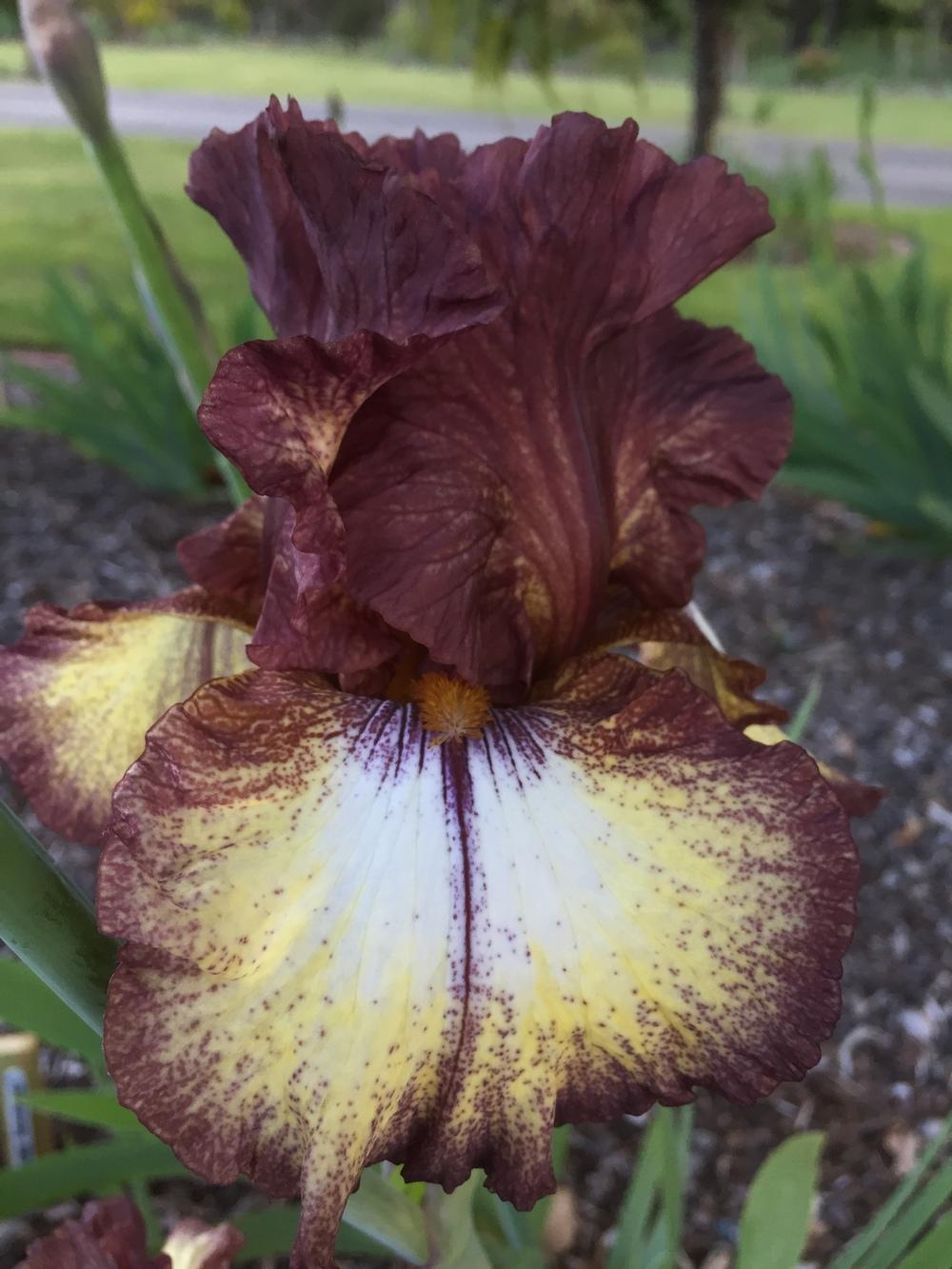 Photo of Tall Bearded Iris (Iris 'Burgundy Brown') uploaded by ElleBeeIrisWorld