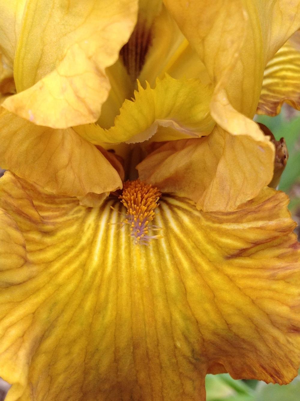 Photo of Intermediate Bearded Iris (Iris 'Brassy Little Beauty') uploaded by ElleBeeIrisWorld