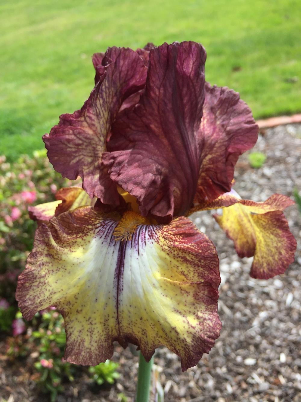 Photo of Tall Bearded Iris (Iris 'Burgundy Brown') uploaded by ElleBeeIrisWorld